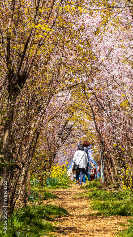 花のトンネルを歩く観光客　花見山　福島