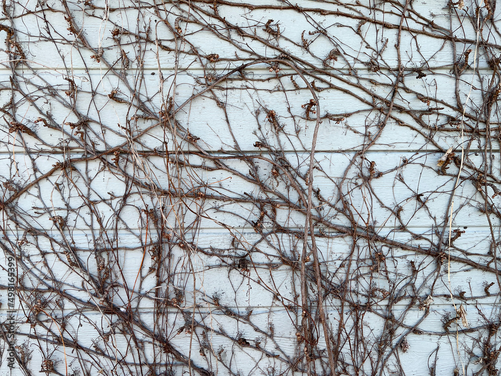 Exterior wall concrete and dead ivy plants_05 Exterior wall concrete and dead ivy plants_05