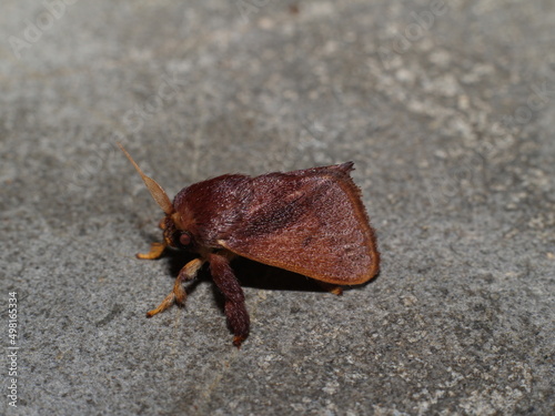 Brown moth Talima sp from the rainforest of Costa Rica