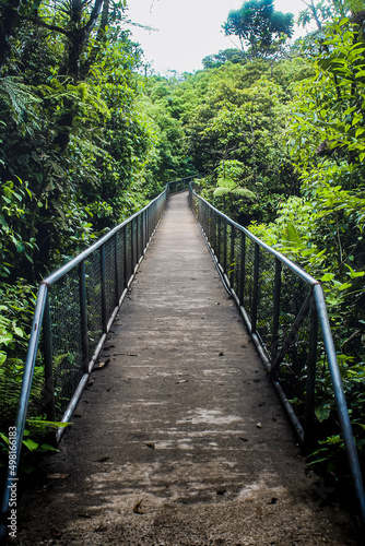 bridge in the forest