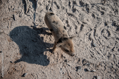 Little pig walks through sand seen from above in El Impenetrable, Santiago del Estero province, Argentina.