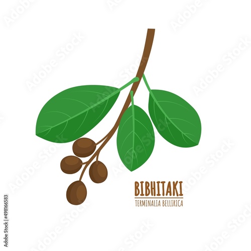 Bahera or bibhitaki, beleric or bastard myrobalan (Terminalia bellirica), medicinal plant. Ayurvedic herb. vector illustration. photo