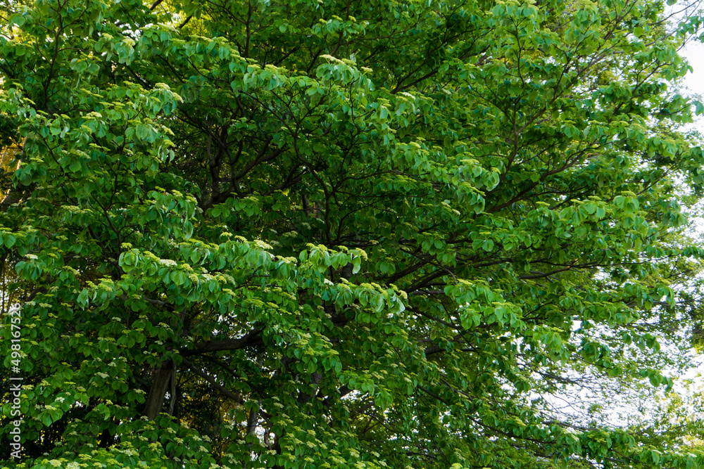 ガマズミ（Viburnum dilatatum）の木／レンプクソウ科
