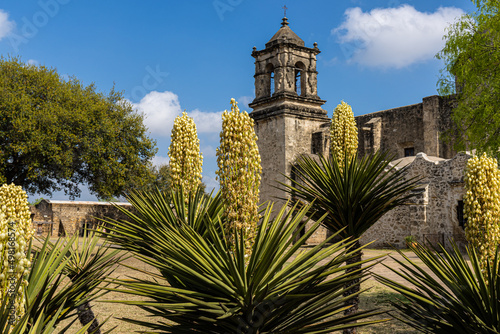 Blooming Yucca Cactus and The Mission San José, San Antonio Missions National Historical Park, San Antonio, Texas,USA