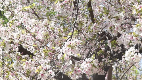 桜の花咲く春の風景動画