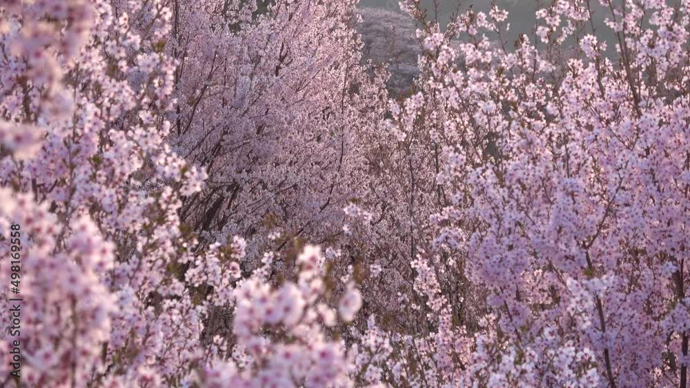 花木団地の桜(福島県・郡山市) 花木団地の桜(福島県・郡山市)