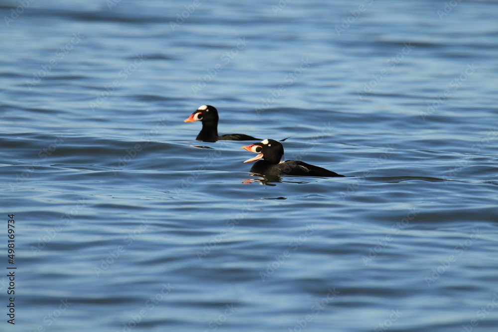 Two male Surf Scoters swimming in water with one having its bill open Two male Surf Scoters swimming in water with one having its bill open
