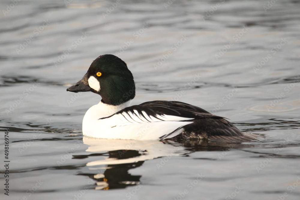 Close up of a male Common Goldeneye duck in water Close up of a male Common Goldeneye duck in water
