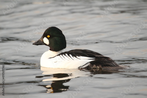 Close up of a male Common Goldeneye duck in water photo