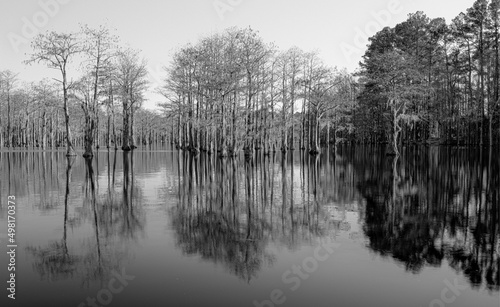 Cypress tress with reflection black and white