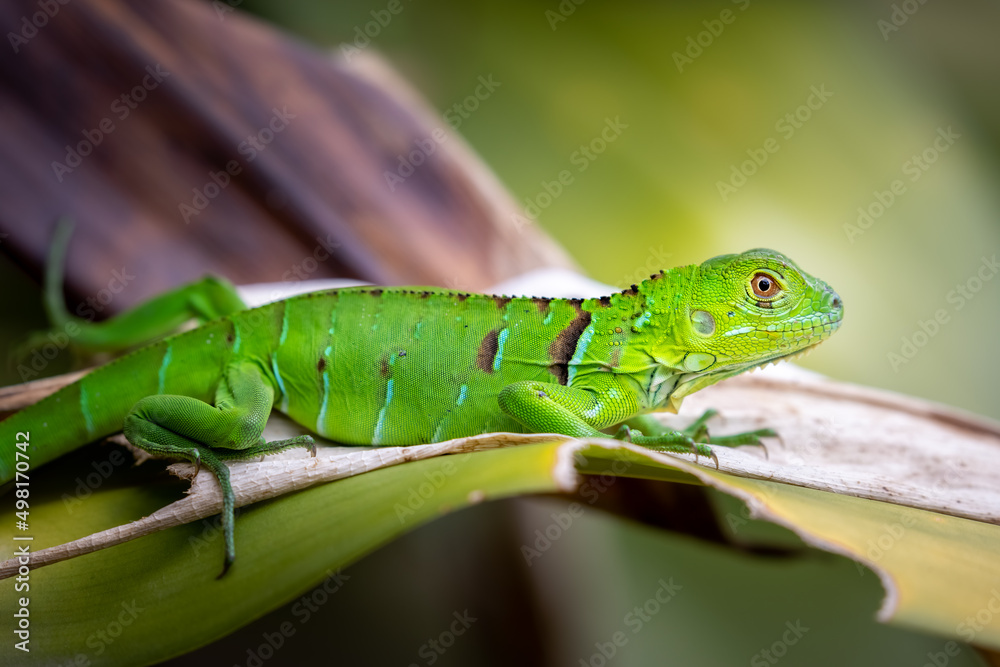 GREEN IGUANA GREEN IGUANA