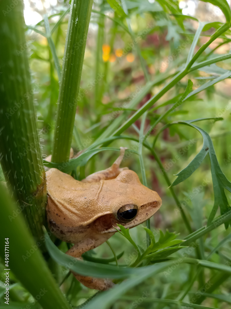 Obraz premium Indian frog sitting on green leaves 