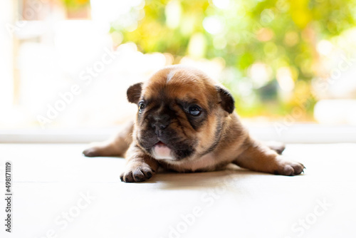 Fototapeta Naklejka Na Ścianę i Meble -  New born french bulldog puppy