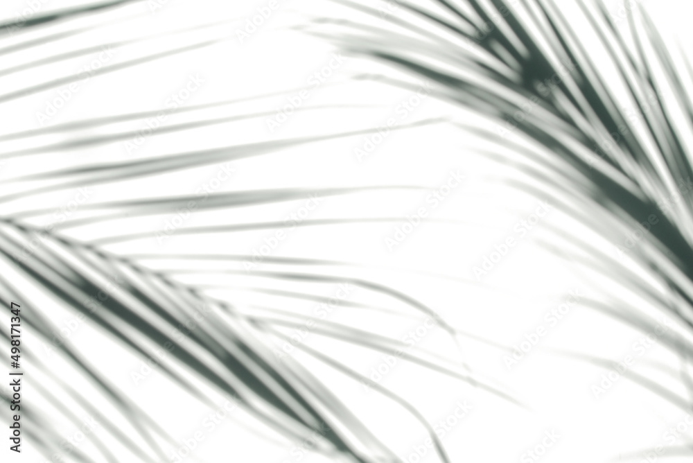 Obraz premium Shadows of palm leaves on a white wall. Natural shadows of tropical leaves drops on white wall texture for background and wallpaper,