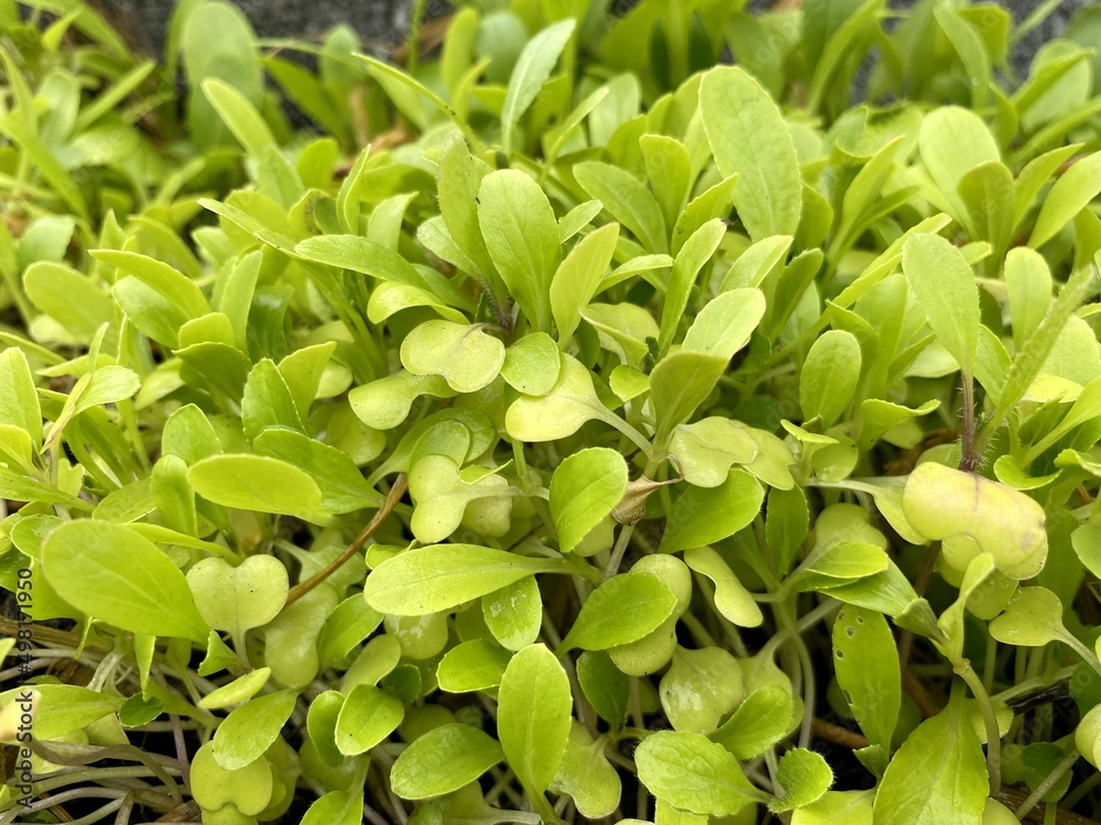 Cantonese Chinese vegetables plant in nature garden Cantonese Chinese vegetables plant in nature garden