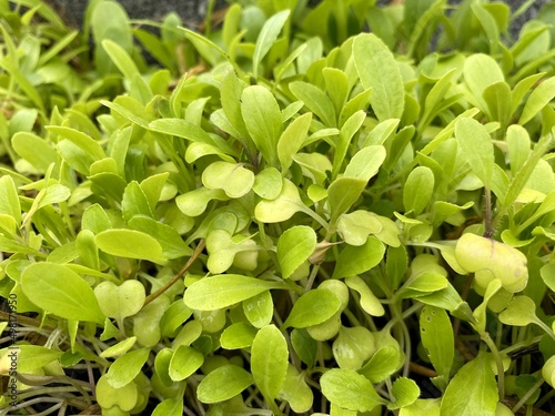 Wallpaper Mural Cantonese Chinese vegetables plant in nature garden Torontodigital.ca