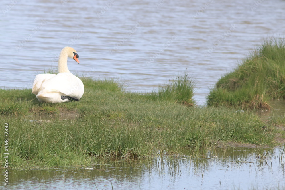 Obraz premium Cygne au repos