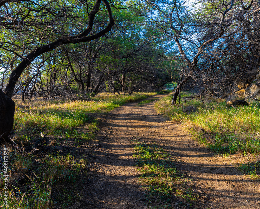 Naklejka premium Path Through Kiawe Tree Forest on The Ala Kahakai National Historic Trail, Mahukona Beach State Park, Hawaii Island, Hawaii, USA