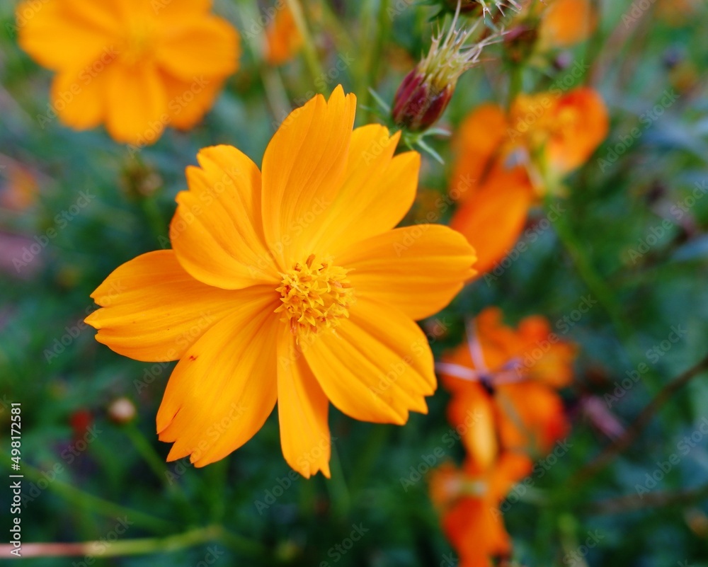 Natural background of Cosmos sulphureus, yellow cosmos flowers blooming in the garden on green background. flower in the morning. macro photo Natural background of Cosmos sulphureus, yellow cosmos flowers blooming in the garden on green background. flower in the morning. macro photo