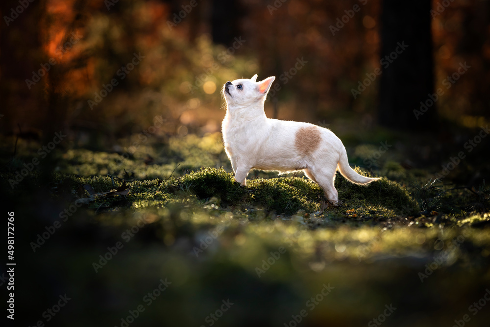 Pies rasy chihuahua w lesie 