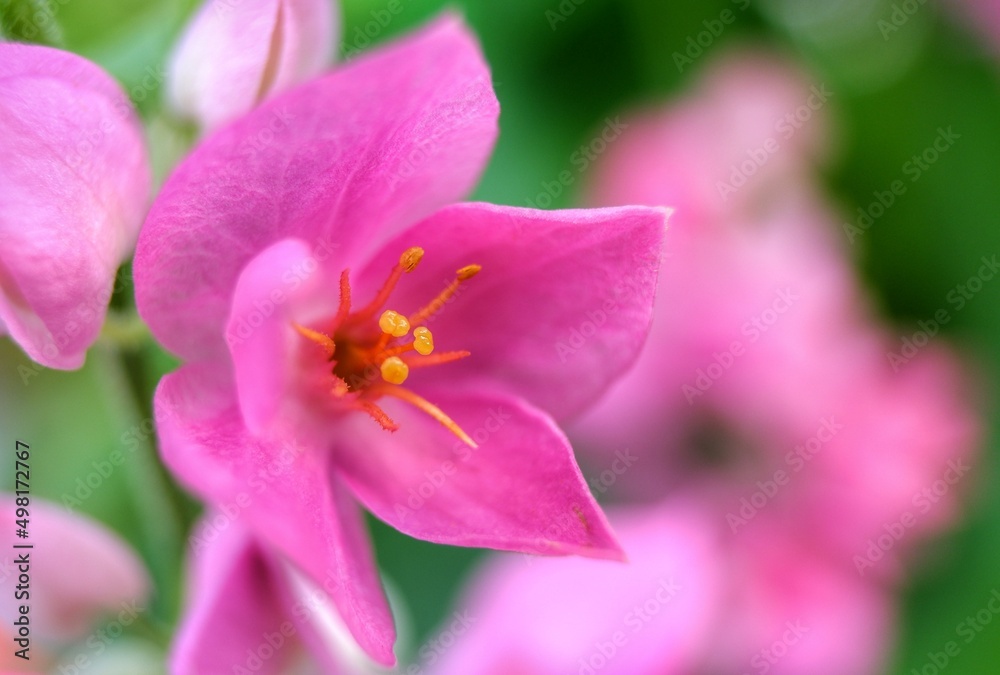 lovely pink flower. Mexican creeper is native to Mexico. Blurred background lovely pink flower. Mexican creeper is native to Mexico. Blurred background