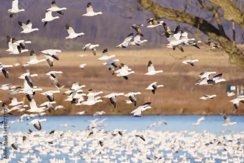 Snow Geese migration in March