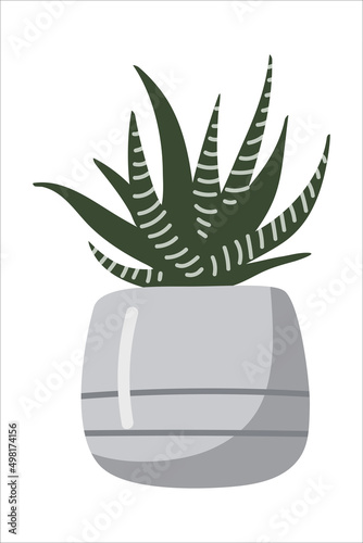 Vector isolated element. Houseplant. Haworthia. A flower in a pot. Color image on a white background. The print is used for packaging design.