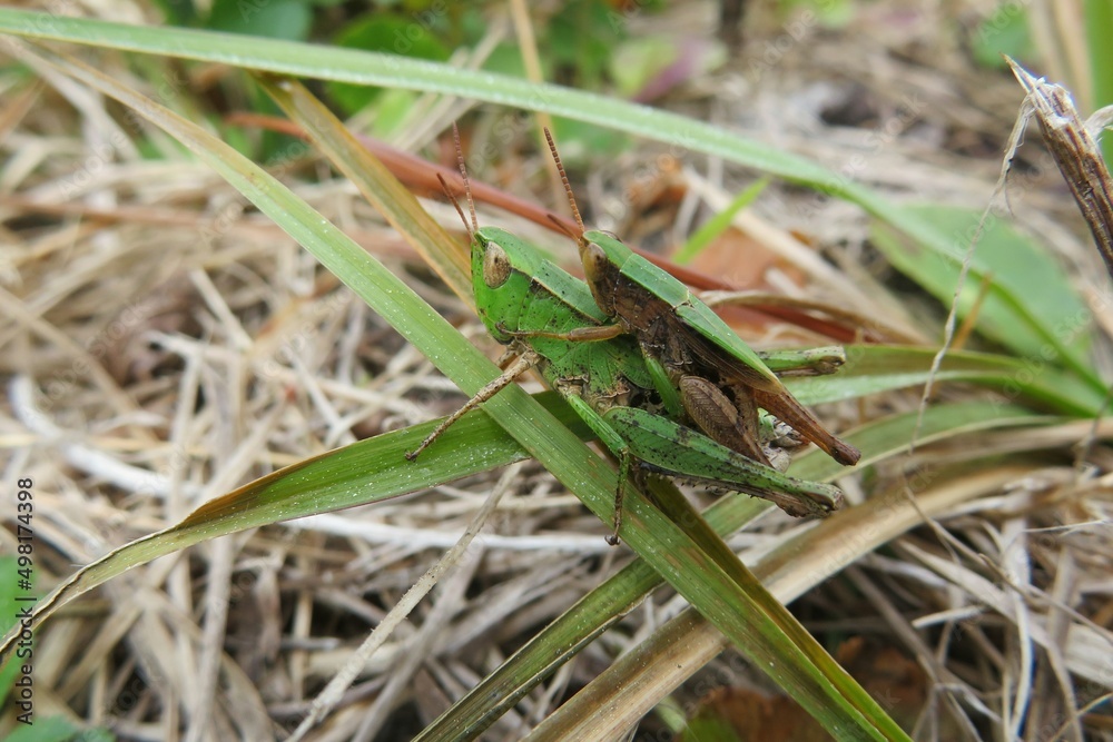 Tropical grasshoppers mating on grass in Florida nature, closeup Tropical grasshoppers mating on grass in Florida nature, closeup