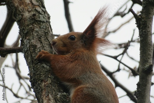 Redhead european squirrel on tree in winter season, closeup