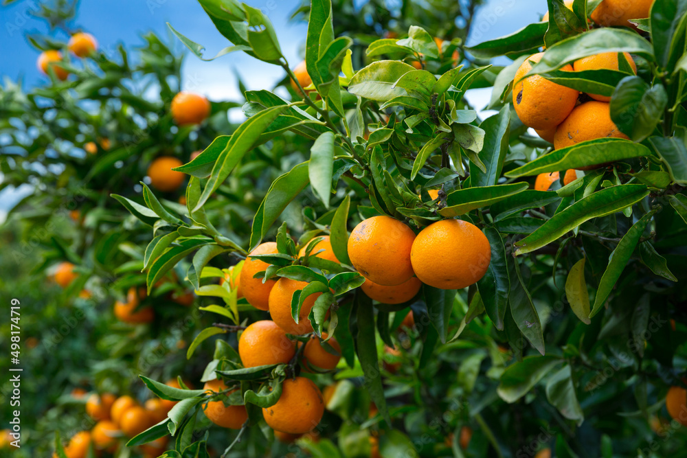 Ripe juicy orange mandarins on trees in orchard - obrazy, fototapety, plakaty 