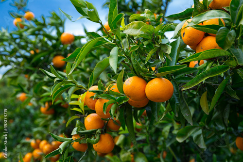 Fotografiet Ripe juicy orange mandarins on trees in orchard
