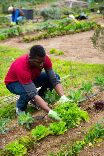 African American gardener working with lettuce sprouts in kitchen garden in spring day