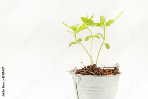 Cannabis seedling in a pot on a white background