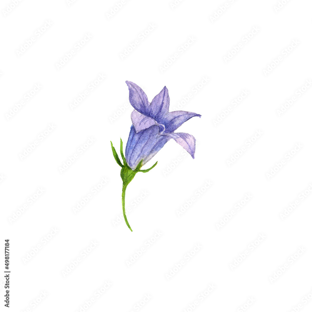 watercolor drawing flower of spreading bellflower , Campanula patula isolated at white background , hand drawn botanical illustration