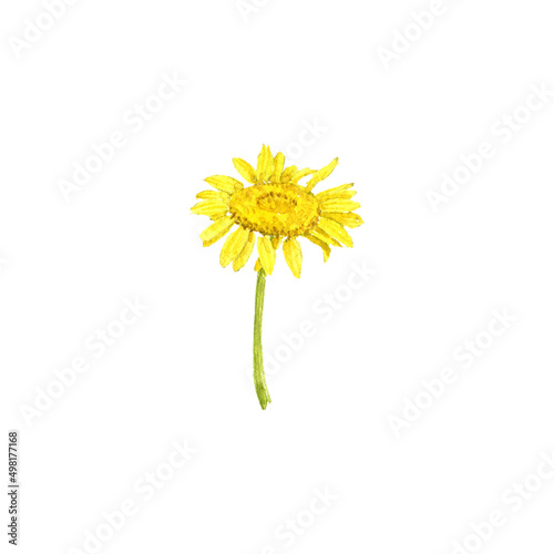 watercolor drawing flower of yellow chamomile isolated at white background , hand drawn botanical illustration photo