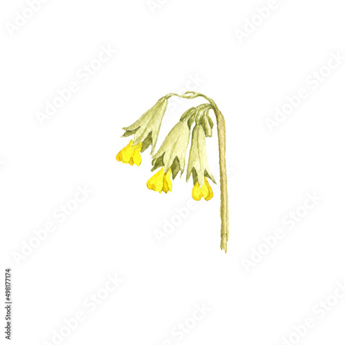 watercolor drawing flower of cowslip primrose, Primula veris isolated at white background , hand drawn botanical illustration