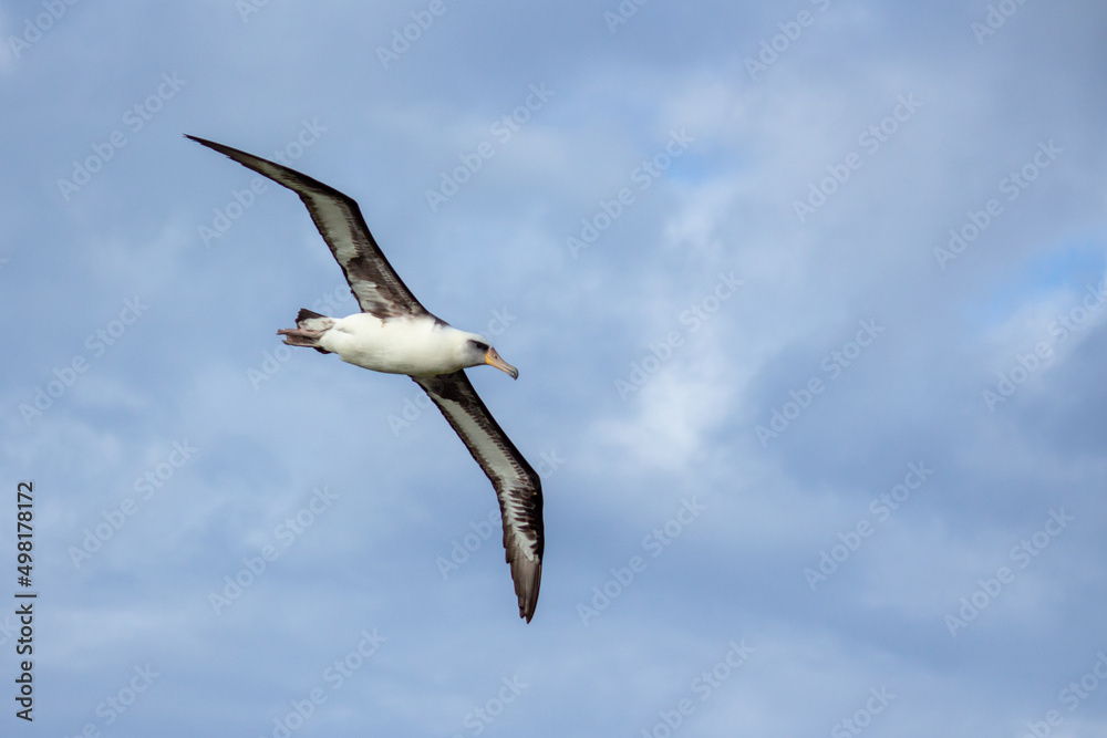 Obraz premium Albatross Flying