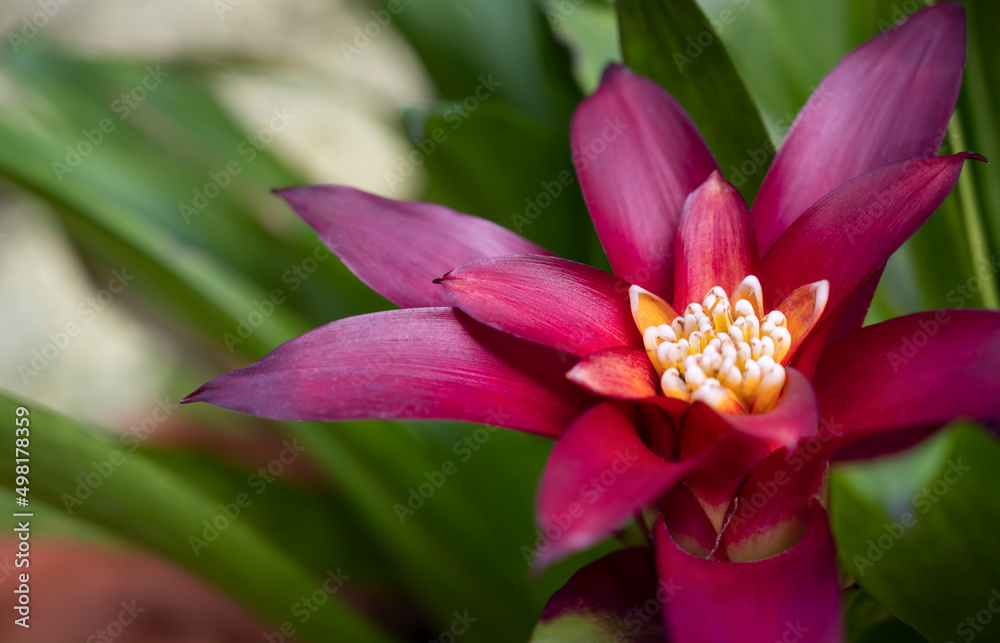 Close-up of purple-red Bromeliads flower with white-yellow pollen is blooming in the tropical garden on green leaves background. (Bromeliaceae) Close-up of purple-red Bromeliads flower with white-yellow pollen is blooming in the tropical garden on green leaves background. (Bromeliaceae)