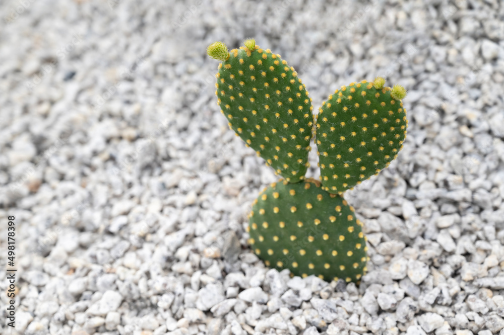 Close-up of Opuntia Microdasys, Bunny Ear cactus, a succulent plant with a flat green stem and elliptical pads. Decorated with small white pebbles in the rock garden. Free space for text.