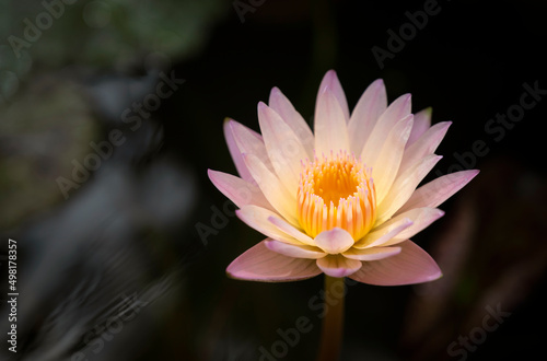Close-up of a soft orange lotus flower with yellow pollen is blooming in the pond. Pastel color of water lily.