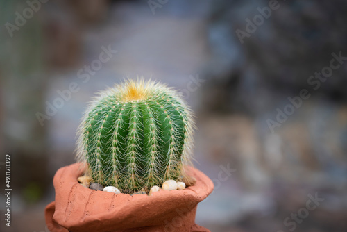 Close-up of Parodia cactus (Eriocactus), a succulent plant with green stem, round-shaped, and yellow spines. The ornamental plants on a terracotta pot in the rock garden. photo