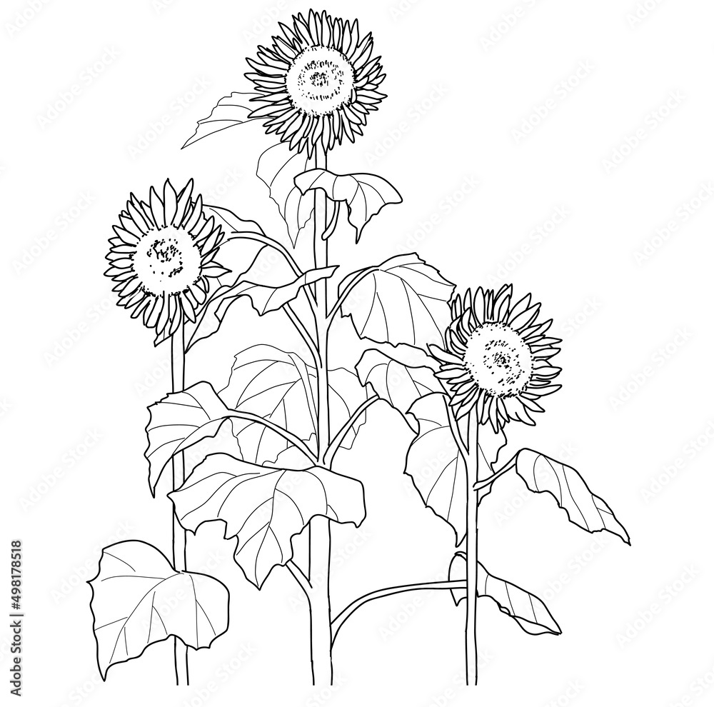 Fototapeta premium ひまわりのイラスト