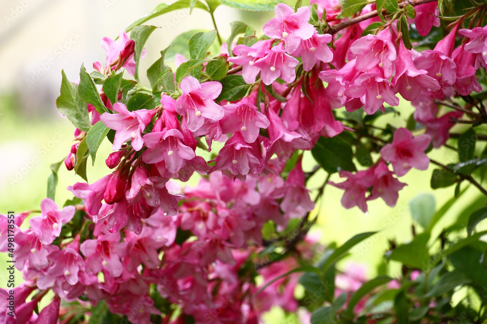 The blossoming weigela branches with bright flowers and fresh green leaves.Flowers and leaves damp after a rain. The blossoming weigela branches with bright flowers and fresh green leaves.Flowers and leaves damp after a rain.