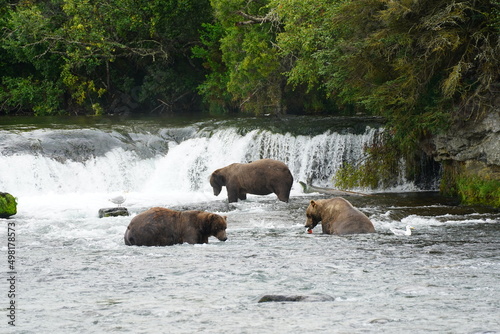 Katmai grizzly bears catching salmon © yong