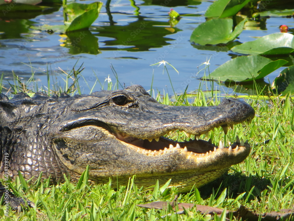 Fototapeta premium Alligator in the Water