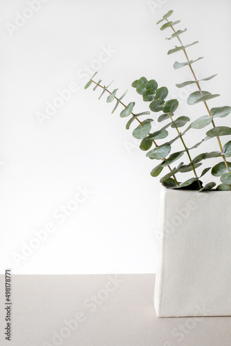 Eucalyptus branches in vase vertical