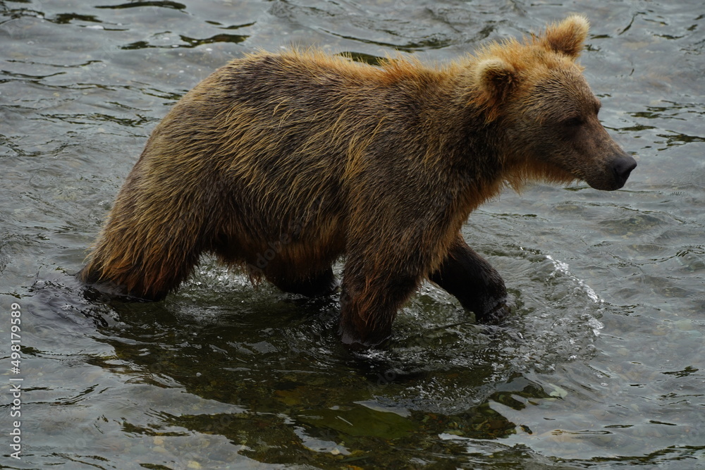 Fototapeta premium Katmai grizzly bears catching salmon