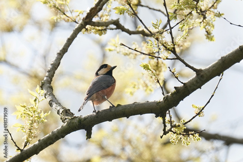 varied tit on a branch