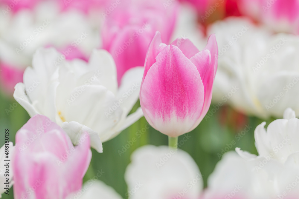 チューリップ　チューリップ畑　花　色鮮やか