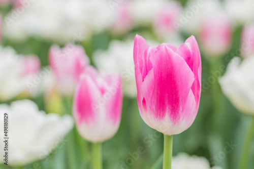 チューリップ　チューリップ畑　花　色鮮やか